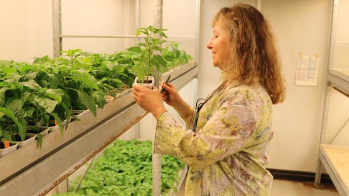 L’UFS, l’Union française des semenciers, suggère que seules soient soumises à la réglementation OGM les variétés qui contiennent dans leur génome de l’ADN étranger. © B. CAILLIEZ